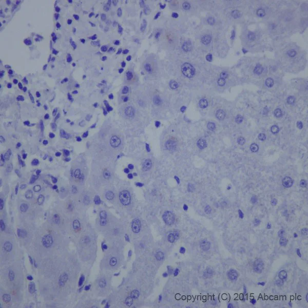 Immunohistochemistry (Formalin/PFA-fixed paraffin-embedded sections) - Anti-L1CAM antibody [EPR18750] - Low endotoxin, Azide free (AB213611)
