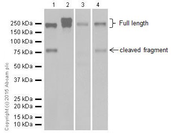 Western blot - Anti-L1CAM antibody [EPR18998] (AB182407), expandable thumbnail