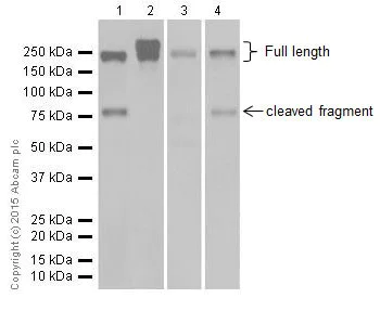 Western blot - Anti-L1CAM antibody [EPR18998] (AB182407)
