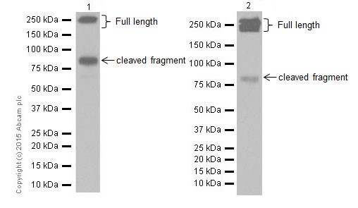 Western blot - Anti-L1CAM antibody [EPR18998] (AB182407), expandable thumbnail