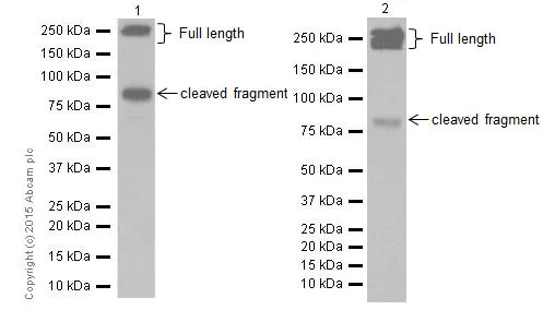 Western blot - Anti-L1CAM antibody [EPR18998] (AB182407)