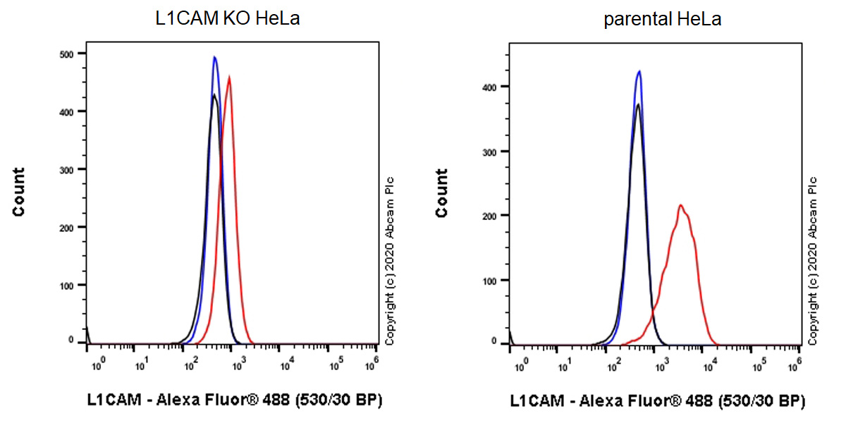 Anti-L1CAM antibody [EPR23241-224]