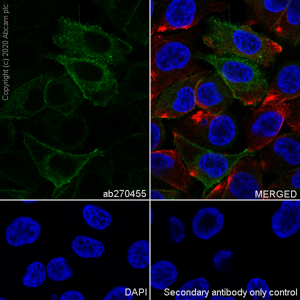 Immunocytochemistry/ Immunofluorescence - Anti-L1CAM antibody [EPR23241-224] (AB270455)
