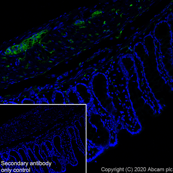 Immunohistochemistry (Frozen sections) - Anti-L1CAM antibody [EPR23338-106] (AB272733)