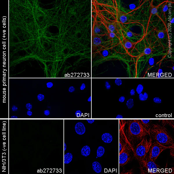Immunocytochemistry/ Immunofluorescence - Anti-L1CAM antibody [EPR23338-106] - BSA and Azide free (AB273518)