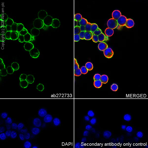 Immunocytochemistry/ Immunofluorescence - Anti-L1CAM antibody [EPR23338-106] - BSA and Azide free (AB273518)