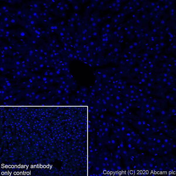 Immunohistochemistry (Frozen sections) - Anti-L1CAM antibody [EPR23338-106] - BSA and Azide free (AB273518)