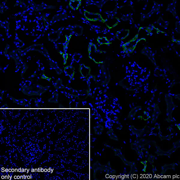 Immunohistochemistry (Frozen sections) - Anti-L1CAM antibody [EPR23338-106] - BSA and Azide free (AB273518)