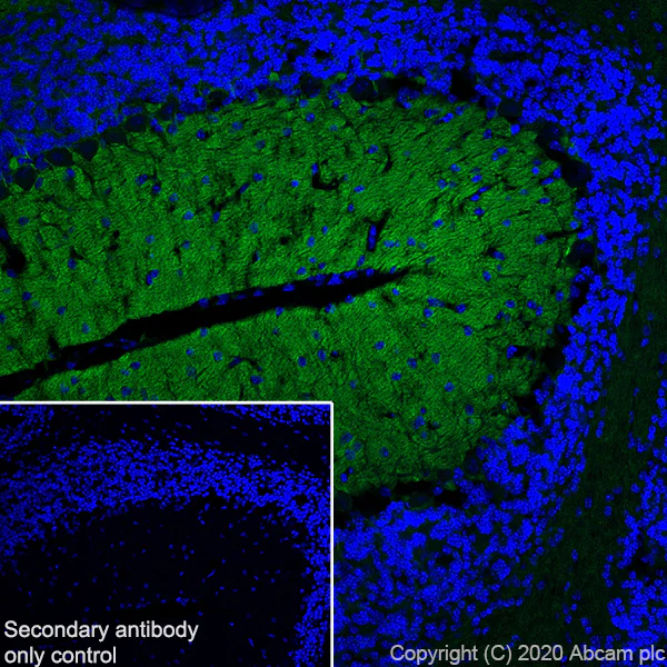 Immunohistochemistry (Frozen sections) - Anti-L1CAM antibody [EPR23338-106] - BSA and Azide free (AB273518)