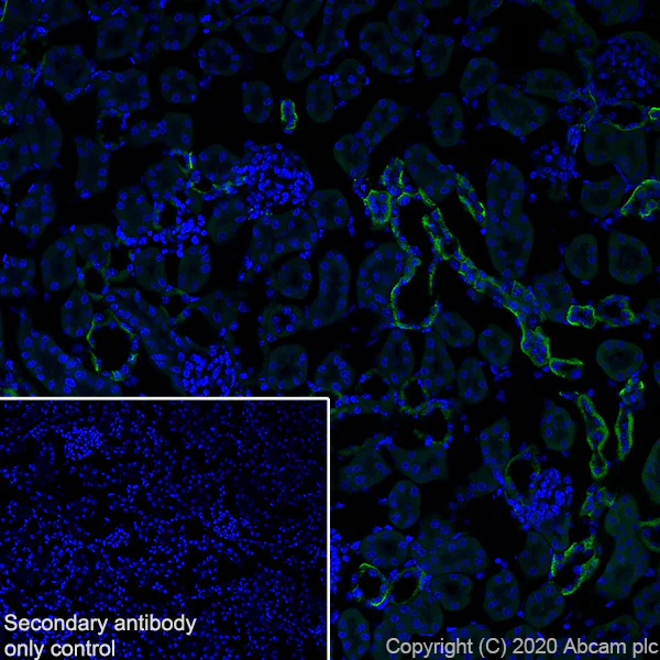 Immunohistochemistry (Frozen sections) - Anti-L1CAM antibody [EPR23338-106] - BSA and Azide free (AB273518)