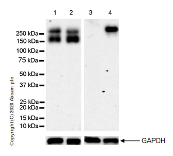 Western blot - Anti-L1CAM antibody [EPR23338-106] - BSA and Azide free (AB273518)
