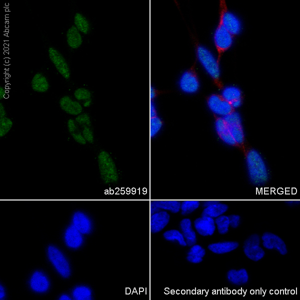 Immunocytochemistry/ Immunofluorescence - Anti-L3MBTL1 antibody [EPR23810-121] (AB259919), expandable thumbnail