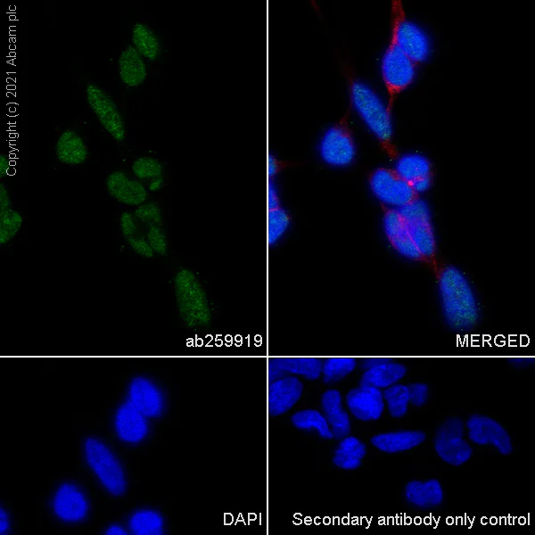 Immunocytochemistry/ Immunofluorescence - Anti-L3MBTL1 antibody [EPR23810-121] (AB259919)