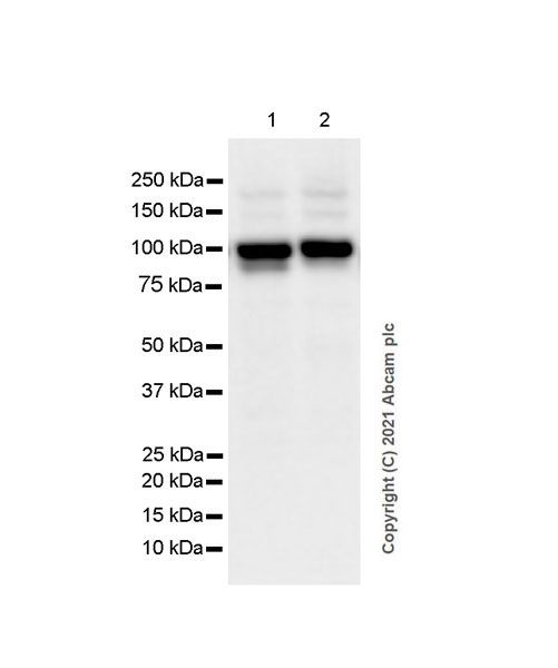 Western blot - Anti-L3MBTL1 antibody [EPR23810-121] (AB259919), expandable thumbnail