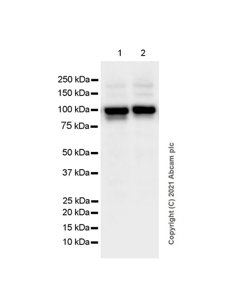 Western blot - Anti-L3MBTL1 antibody [EPR23810-121] - BSA and Azide free (AB281834)