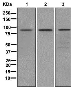 Western blot - Anti-L3MBTL3 antibody [EPR11854] - BSA and Azide free (AB249882), expandable thumbnail