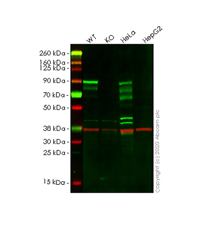 Western blot - Anti-L3MBTL3 antibody [EPR11854] - BSA and Azide free (AB249882)
