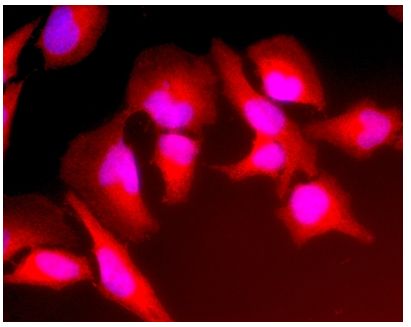 Immunocytochemistry - Anti-Lactate Dehydrogenase antibody [98A-1F9BB1] (AB135396)