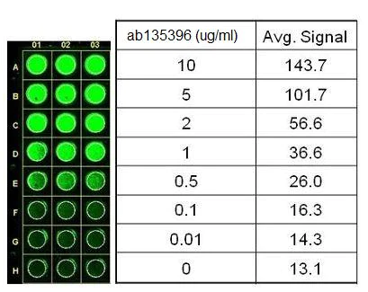 In-Cell ELISA - Anti-Lactate Dehydrogenase antibody [98A-1F9BB1] (AB135396)