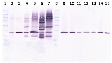 Western blot - Anti-Lactate Dehydrogenase antibody [98A-1F9BB1] (AB135396)