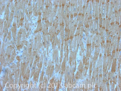 Immunohistochemistry (Formalin/PFA-fixed paraffin-embedded sections) - Anti-Lactate Dehydrogenase antibody (AB130923)