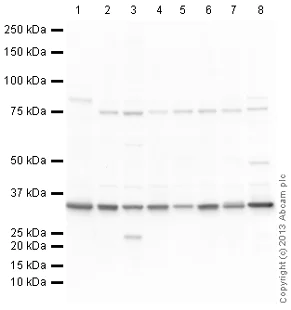 Western blot - Anti-Lactate Dehydrogenase antibody (AB130923)