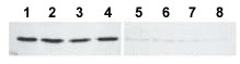Western blot - Anti-Lactate Dehydrogenase antibody (AB191332)