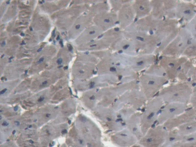 Immunohistochemistry (Formalin/PFA-fixed paraffin-embedded sections) - Anti-Lactate Dehydrogenase antibody (AB231903)