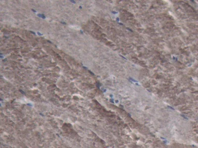 Immunohistochemistry (Formalin/PFA-fixed paraffin-embedded sections) - Anti-Lactate Dehydrogenase antibody (AB231903)