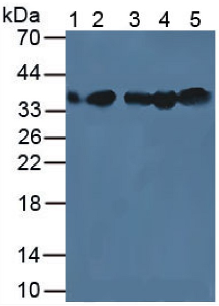 Western blot - Anti-Lactate Dehydrogenase antibody (AB231903)