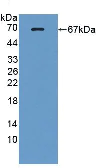 Western blot - Anti-Lactate Dehydrogenase antibody (AB231903)