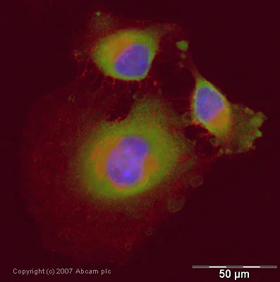 Immunocytochemistry/ Immunofluorescence - Anti-Lactate Dehydrogenase antibody (AB47010)