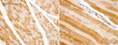 Anti-Lactate Dehydrogenase antibody