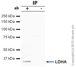Immunoprecipitation - Anti-Lactate Dehydrogenase antibody (AB47010)