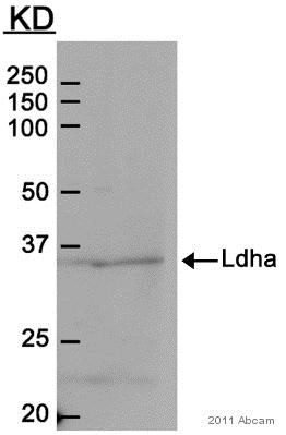 Western blot - Anti-Lactate Dehydrogenase antibody (AB47010)