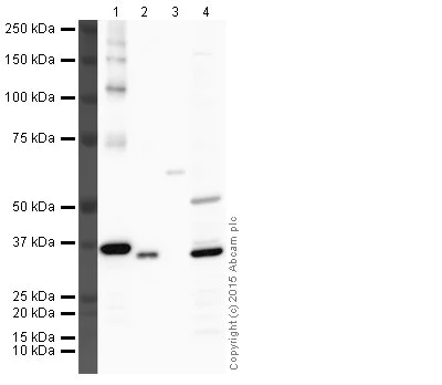 Western blot - Anti-Lactate Dehydrogenase antibody (AB47010)