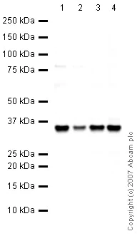 Western blot - Anti-Lactate Dehydrogenase antibody (AB47010)
