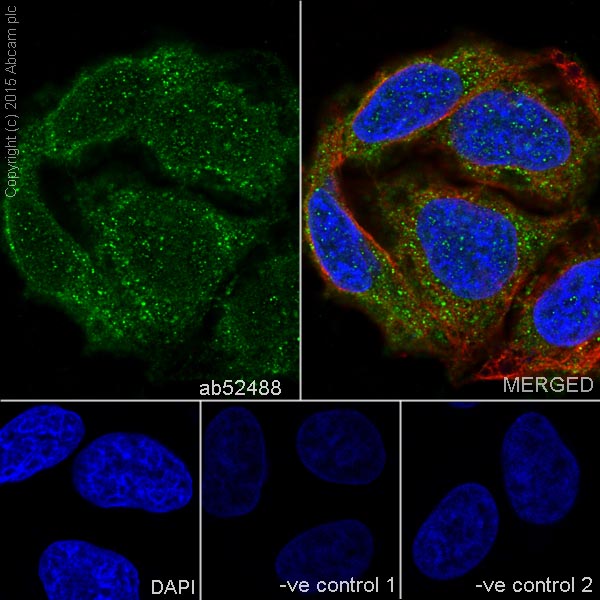 Immunocytochemistry/ Immunofluorescence - Anti-Lactate Dehydrogenase antibody [EP1566Y] (AB52488), expandable thumbnail