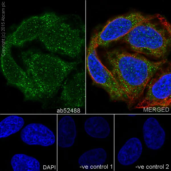 Immunocytochemistry/ Immunofluorescence - Anti-Lactate Dehydrogenase antibody [EP1566Y] (AB52488)