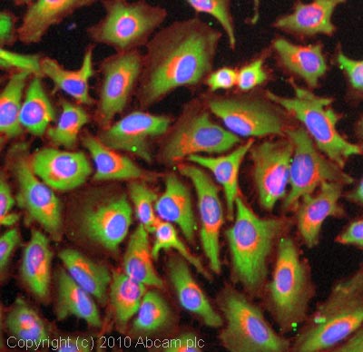 Immunocytochemistry/ Immunofluorescence - Anti-Lactate Dehydrogenase antibody [EP1566Y] (ab52488), expandable thumbnail
