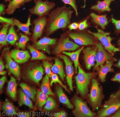 Immunocytochemistry/ Immunofluorescence - Anti-Lactate Dehydrogenase antibody [EP1566Y] (AB52488)