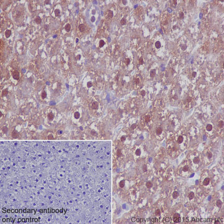 Immunohistochemistry (Formalin/PFA-fixed paraffin-embedded sections) - Anti-Lactate Dehydrogenase antibody [EP1566Y] (AB52488), expandable thumbnail