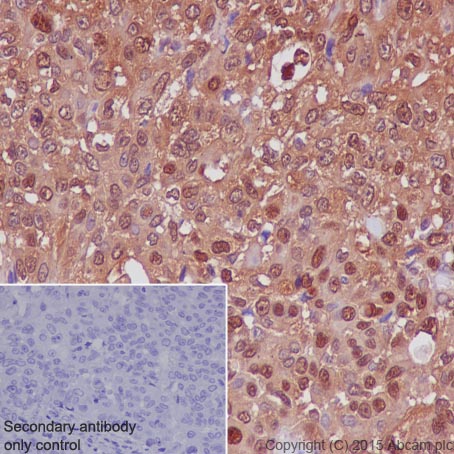 Immunohistochemistry (Formalin/PFA-fixed paraffin-embedded sections) - Anti-Lactate Dehydrogenase antibody [EP1566Y] (ab52488), expandable thumbnail
