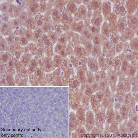 Immunohistochemistry (Formalin/PFA-fixed paraffin-embedded sections) - Anti-Lactate Dehydrogenase antibody [EP1566Y] (AB52488), expandable thumbnail
