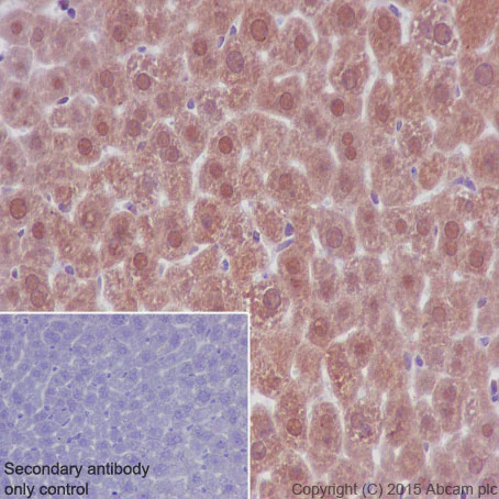Immunohistochemistry (Formalin/PFA-fixed paraffin-embedded sections) - Anti-Lactate Dehydrogenase antibody [EP1566Y] (AB52488)