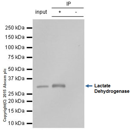 Immunoprecipitation - Anti-Lactate Dehydrogenase antibody [EP1566Y] (AB52488), expandable thumbnail