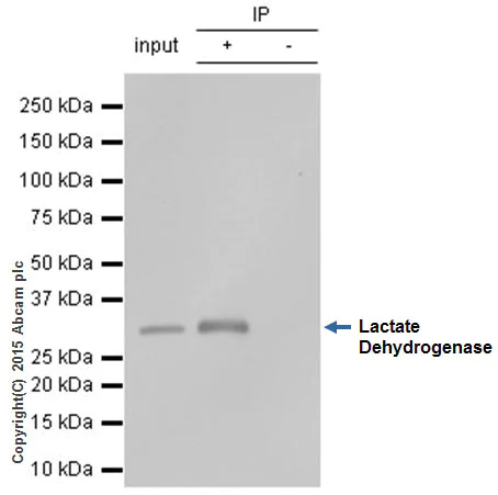 Immunoprecipitation - Anti-Lactate Dehydrogenase antibody [EP1566Y] (AB52488)