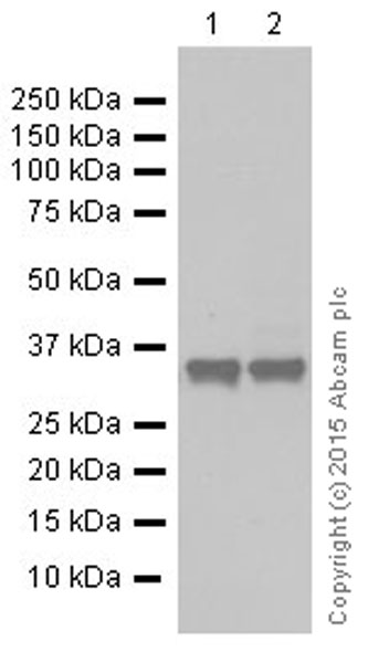 Western blot - Anti-Lactate Dehydrogenase antibody [EP1566Y] (ab52488), expandable thumbnail
