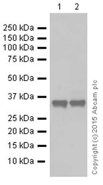 Western blot - Anti-Lactate Dehydrogenase antibody [EP1566Y] (AB52488)