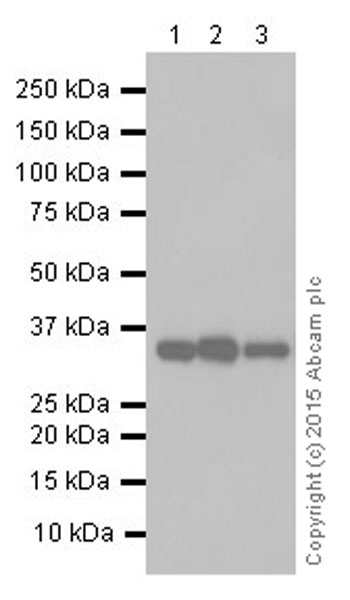 Western blot - Anti-Lactate Dehydrogenase antibody [EP1566Y] (AB52488), expandable thumbnail
